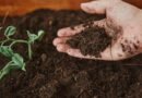 Nitrogen-Nurturing-Choosing-The-Right-Organic-Fertilizer-For-Growth-on-freethoughtsportal